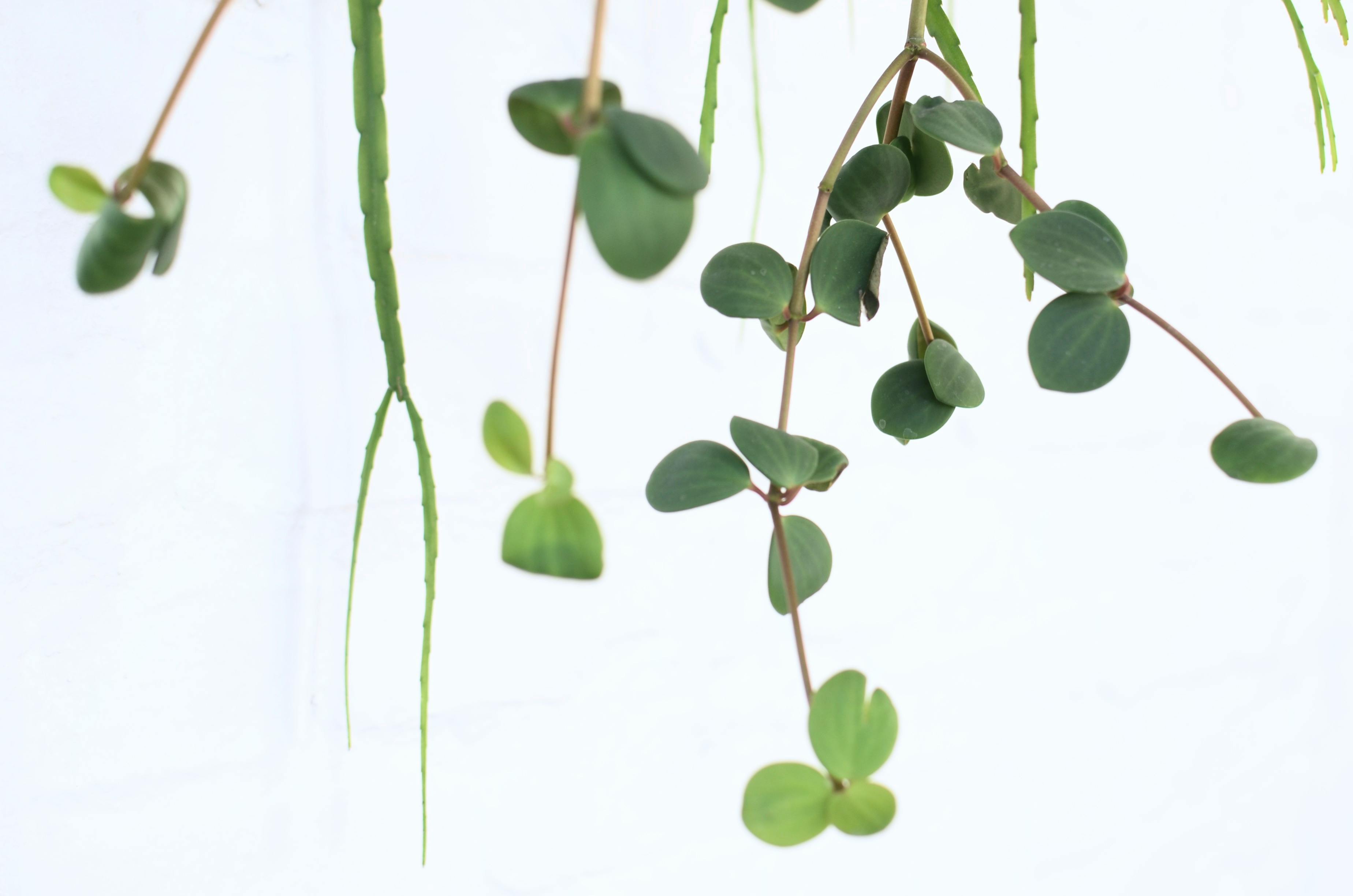 40+ Peperomia Scandens Stock Photos, Pictures & Royalty-Free