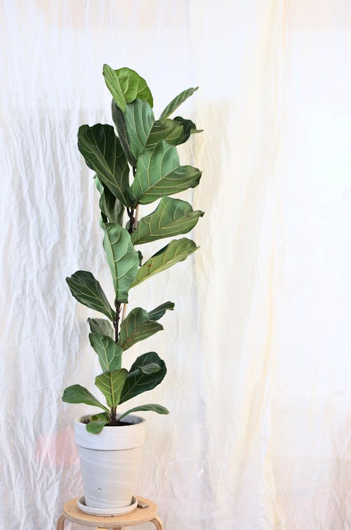 Free Fiddle leaf fig with thin stem and bright wavy foliage with veins growing in pot on white background Stock Photo