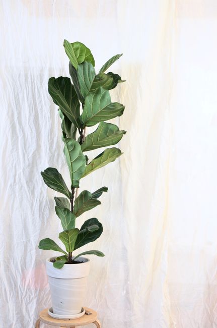 Fiddle leaf fig with thin stem and bright wavy foliage with veins growing in pot on white background