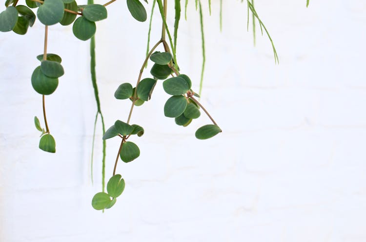 Climbing Green Plant On White Background In Daylight