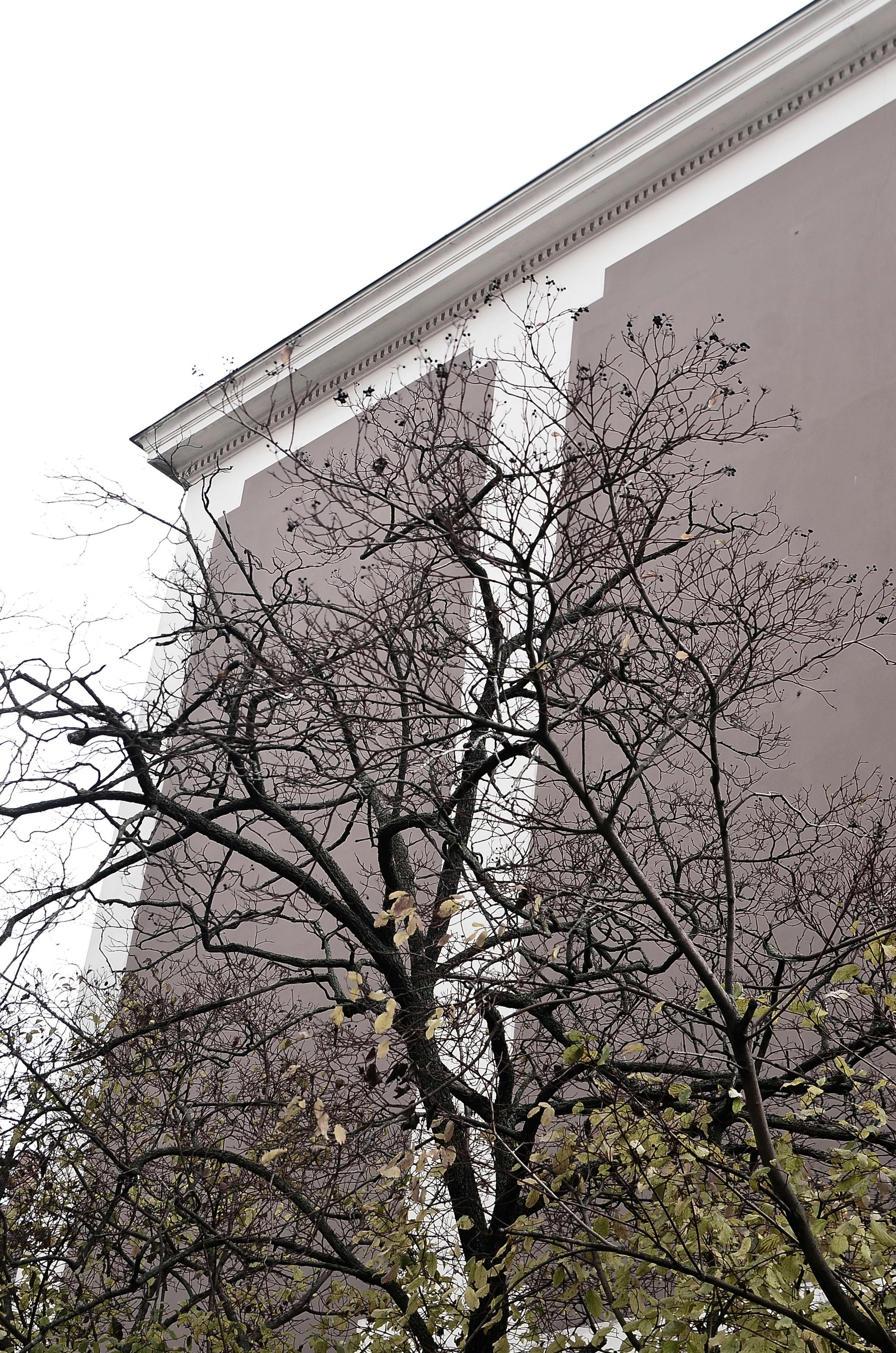 leafless tree growing on city street