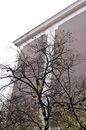 From below of tall tree with leafless branches growing near concrete building in town
