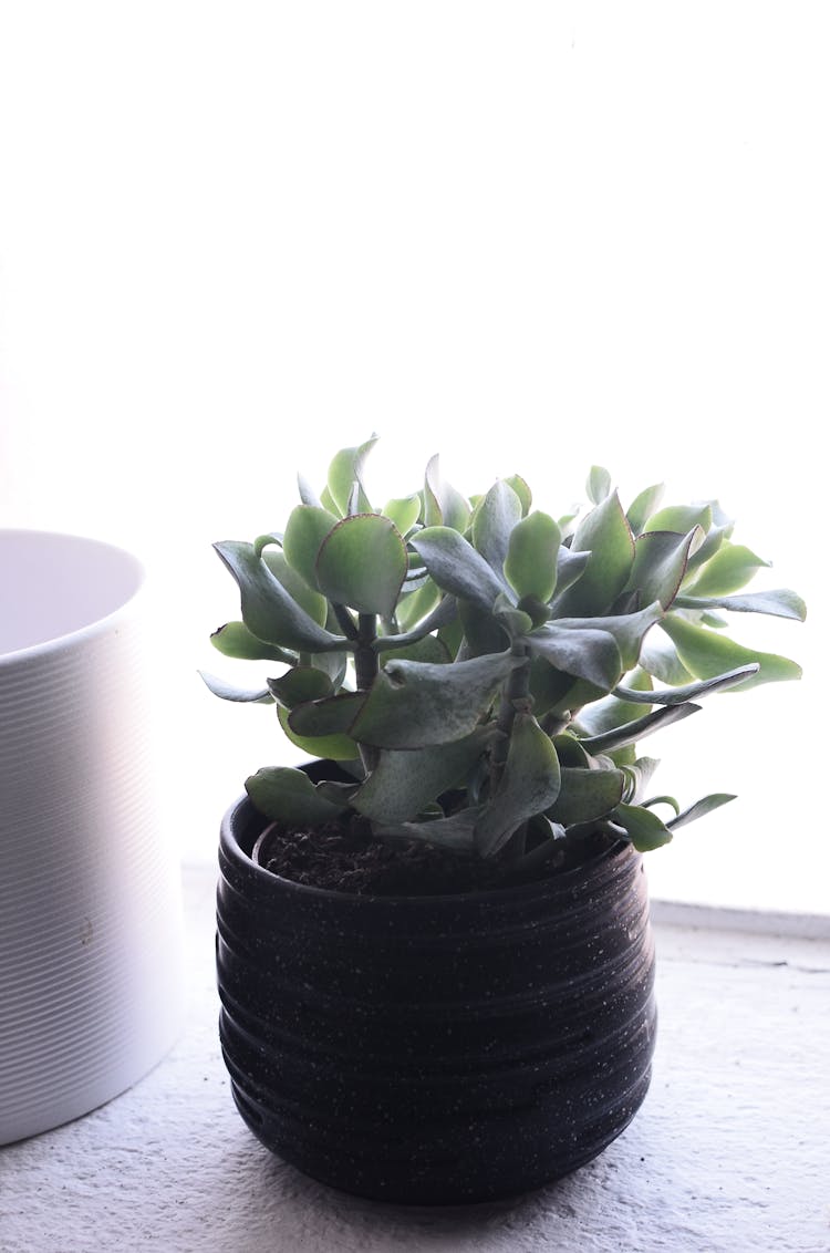 Lush Potted Jade Plant On Windowsill