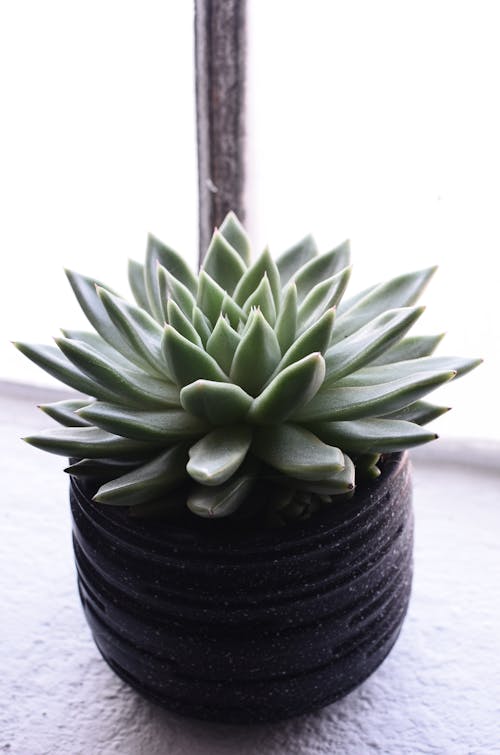 Abundant green echeveria succulent growing in ceramic pot and placed on windowsill in daylight