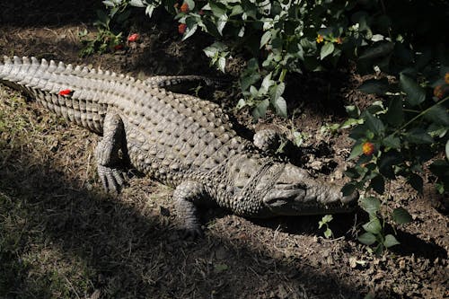 Foto d'estoc gratuïta de animal, Cocodril, depredador