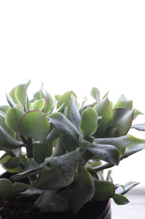 Potted succulent plant on windowsill at home