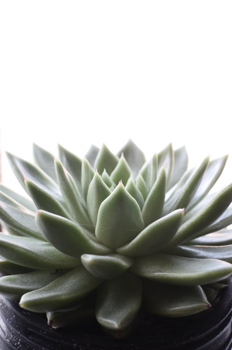 Fresh Succulent Plant Growing In Pot