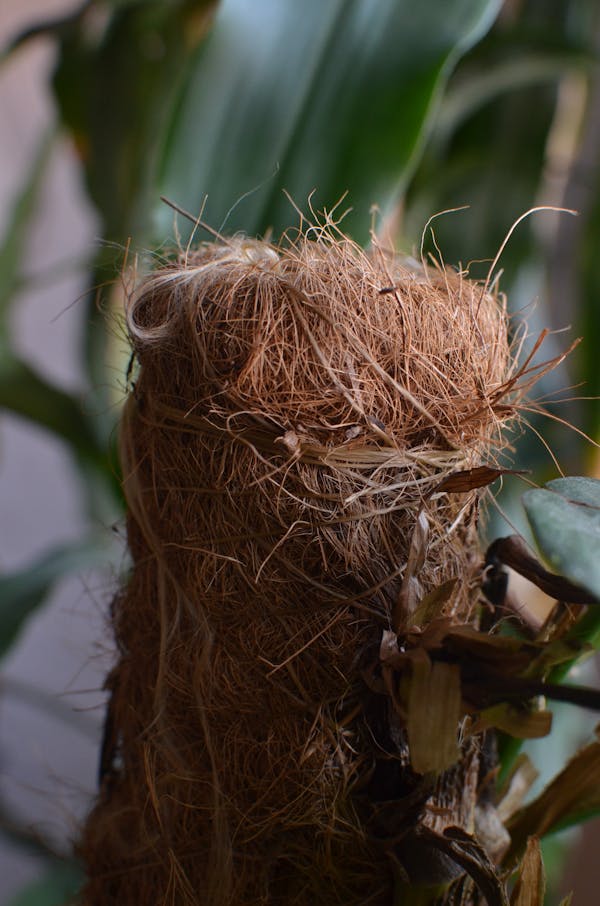 Hagi yunomi tea cups