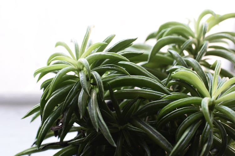 Green Exotic Plant Growing In Pot