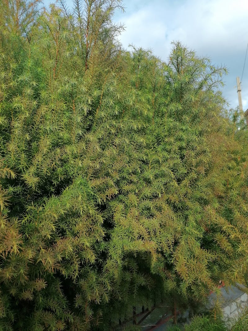 Traditional kiln firing documentation