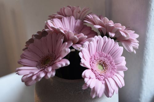 Bouquet of flowers with pink petals placed in ceramic vase on stand near rough wall in room on blurred background