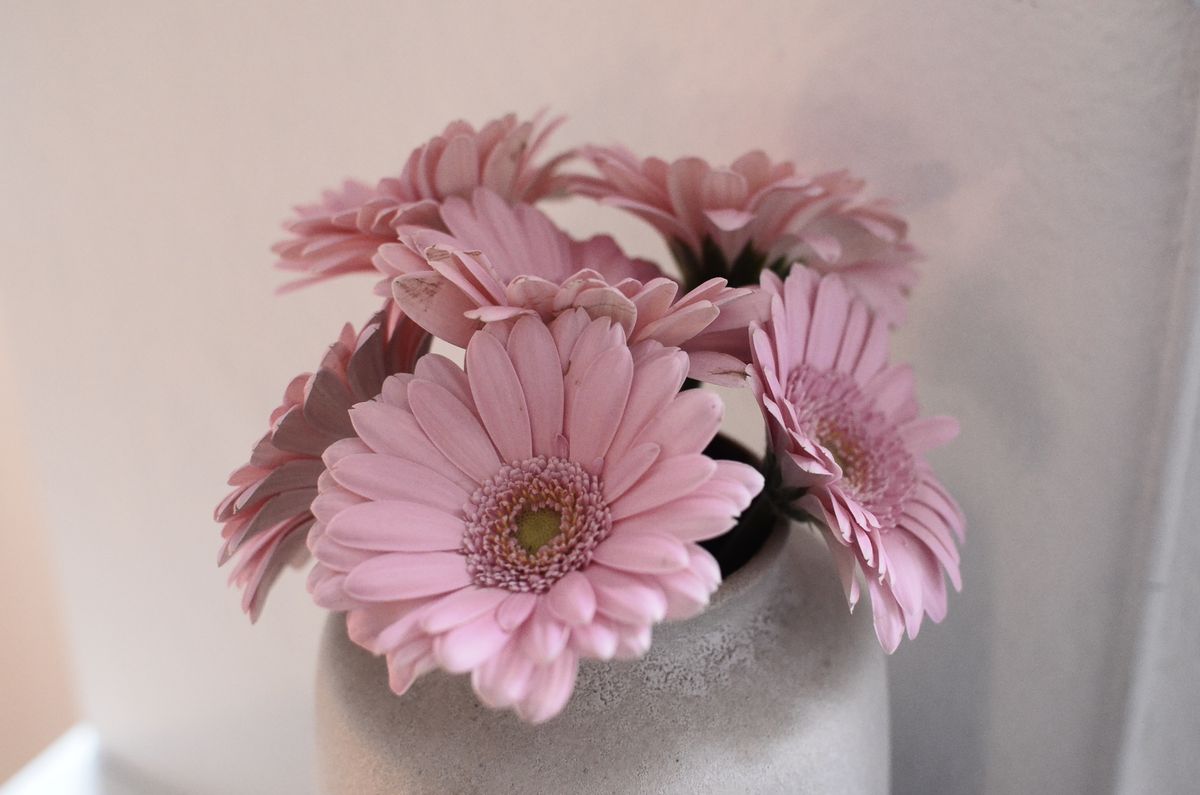 Pink gerbera flowers arranged in a small ceramic vase.