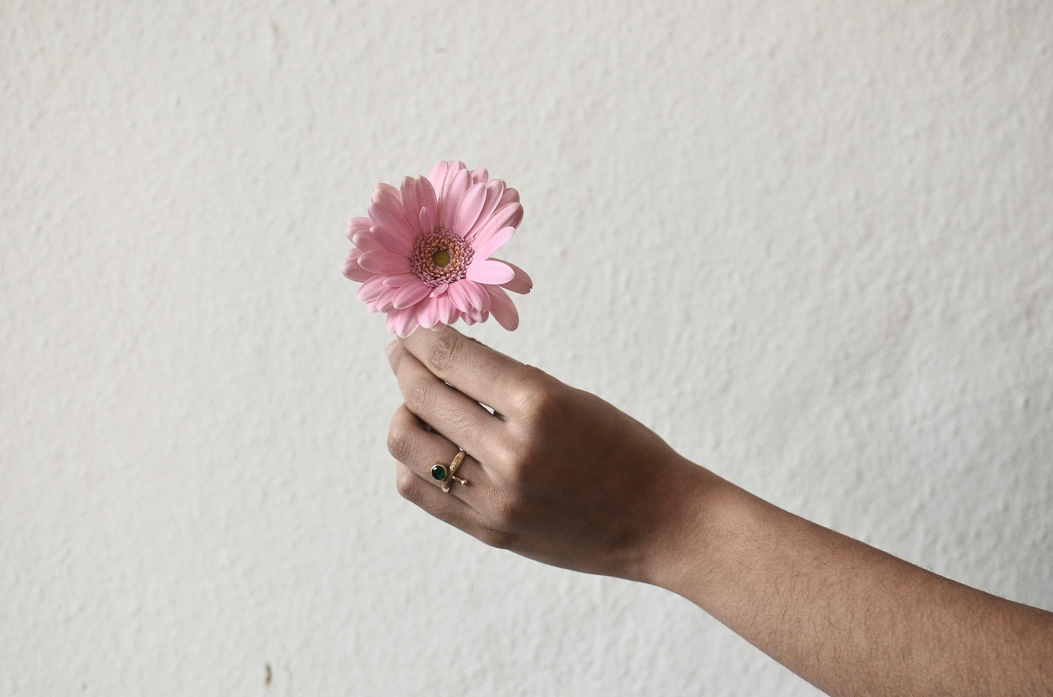 crop person with gerbera in hand