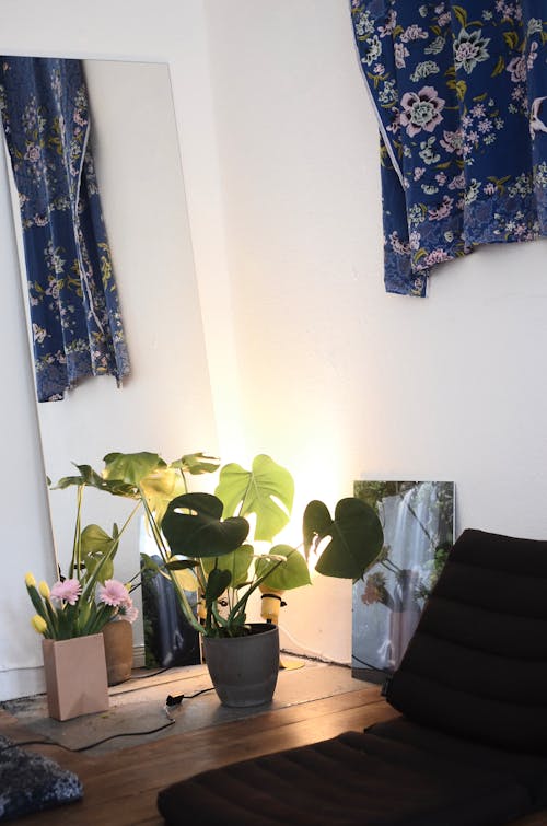 Plant with green lush leaves growing in pot placed on floor near colorful flowers in room with mirrors and mattress