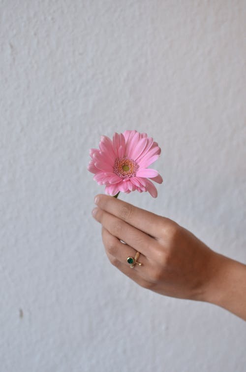 Free Unrecognizable person with ring on finger demonstrating small tender gerbera with pink petals on rough white background during blooming season Stock Photo