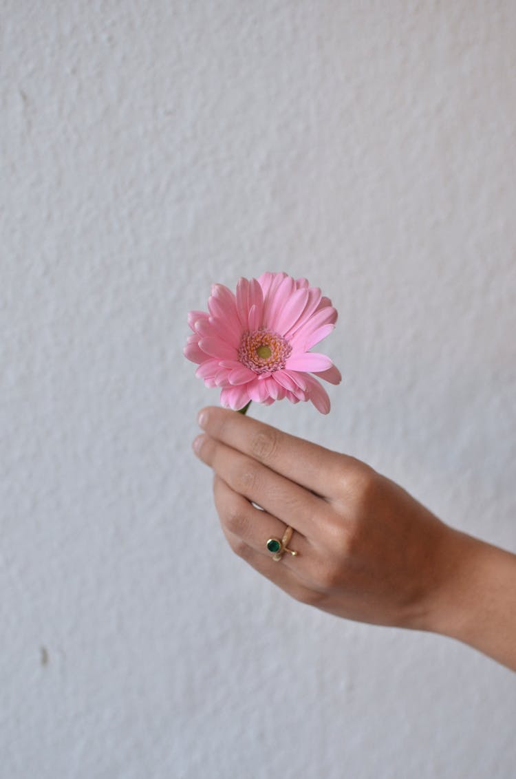 Crop Person With Flower In Hand