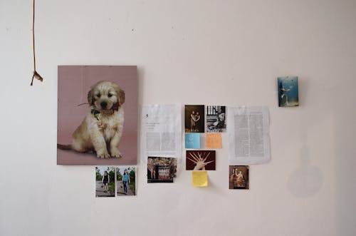 Jouet En Peluche Chien Blanc Sur Mur Blanc