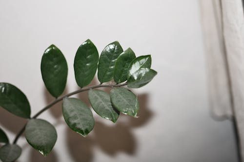 Green leaves on stem of decorative houseplant