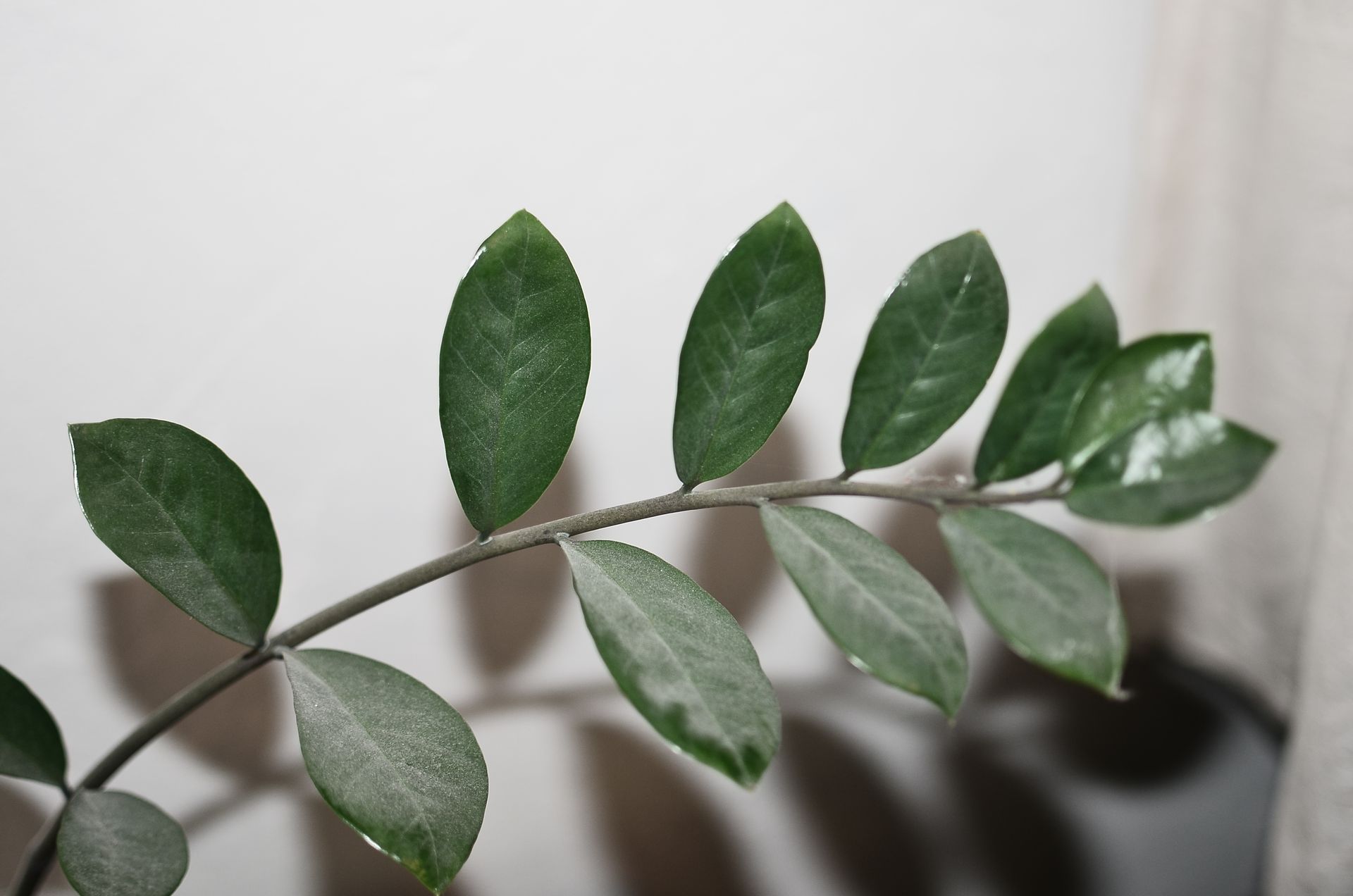 Detailed view of a Zamioculcas plant with glossy leaves against a neutral background.