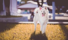 一只可爱的白色小狗戴着粉色蝴蝶结，站在阳光明媚的公园草地上