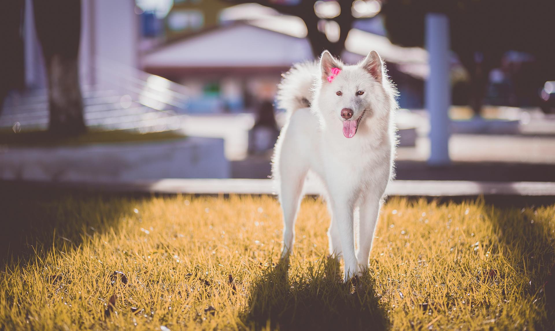 Adult White Spitz on Grass Field