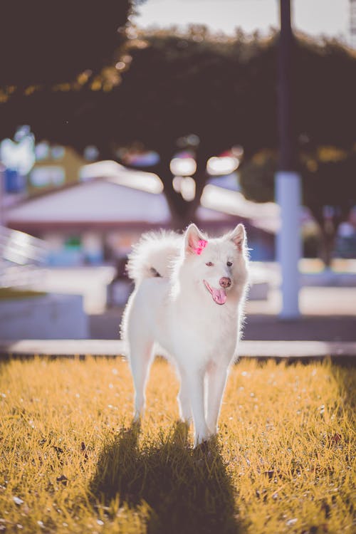 Short-coated White Dog on Grass Field