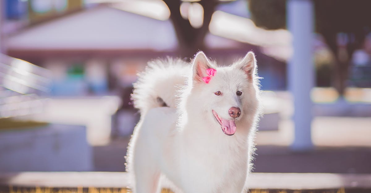 Kurzbeschichteter Weißer Hund Auf Grasfeld · Kostenloses Stock Foto
