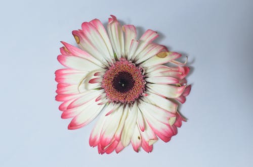From above of single withered flower with white and pink petals placed on white background in bright room with shadow