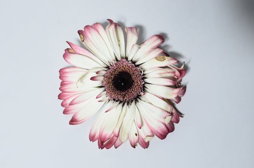 Top view of withered flower with white and pink gentle petals placed on white background in light studio with shadow