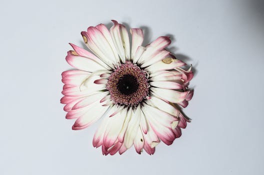 Top view of withered flower with white and pink gentle petals placed on white background in light studio with shadow