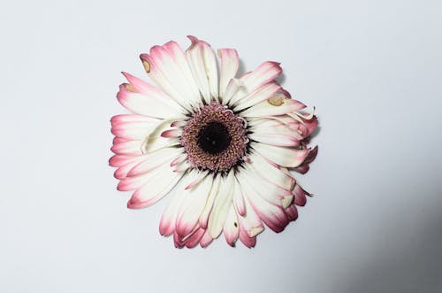 Withered gerbera on white surface