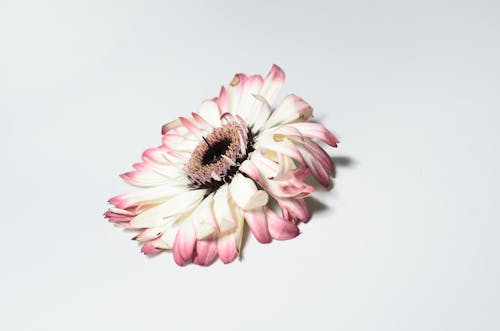 Single gerbera on white surface