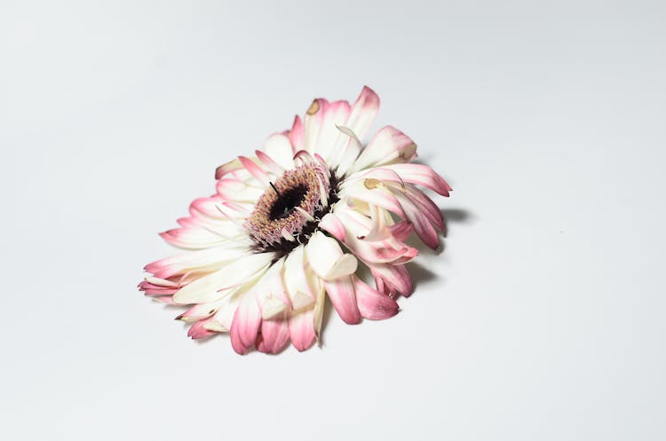 Single Gerbera On White Surface