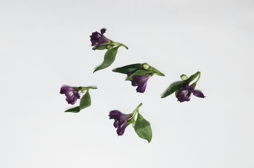 Free Top view arrangement of small flower buds with tender purple petals and green leaves placed on white background in studio Stock Photo