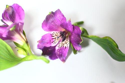Gentle buds of flowers with purple petals and green leaves placed on white background against blurred background in light room