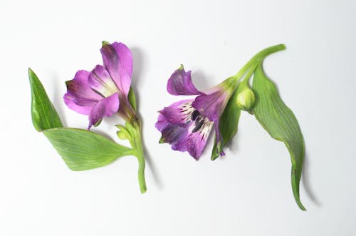 白い背景の上の紫と白の花