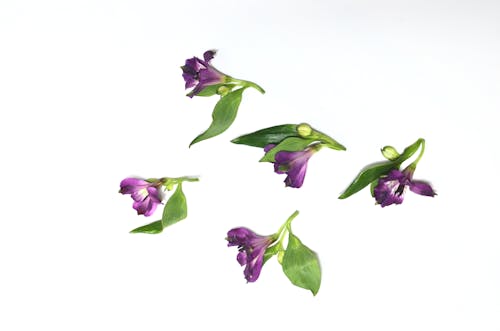 คลังภาพถ่ายฟรี ของ alstroemeria, กลิ่น, กลีบดอกไม้