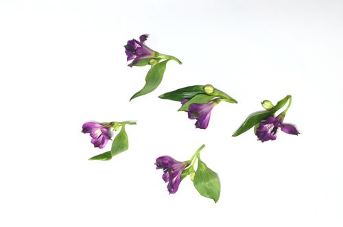 Free Top view arrangement of small flower buds with purple petals and green leaves arranged on white background in light room Stock Photo