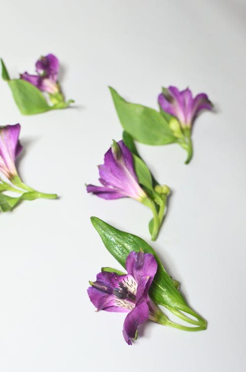 бесплатная Фиолетовый цветок на белой поверхности Стоковое фото
