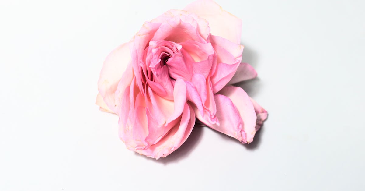 How to make dry rose petals without oven