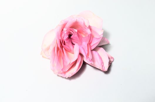 Withered rose on white surface