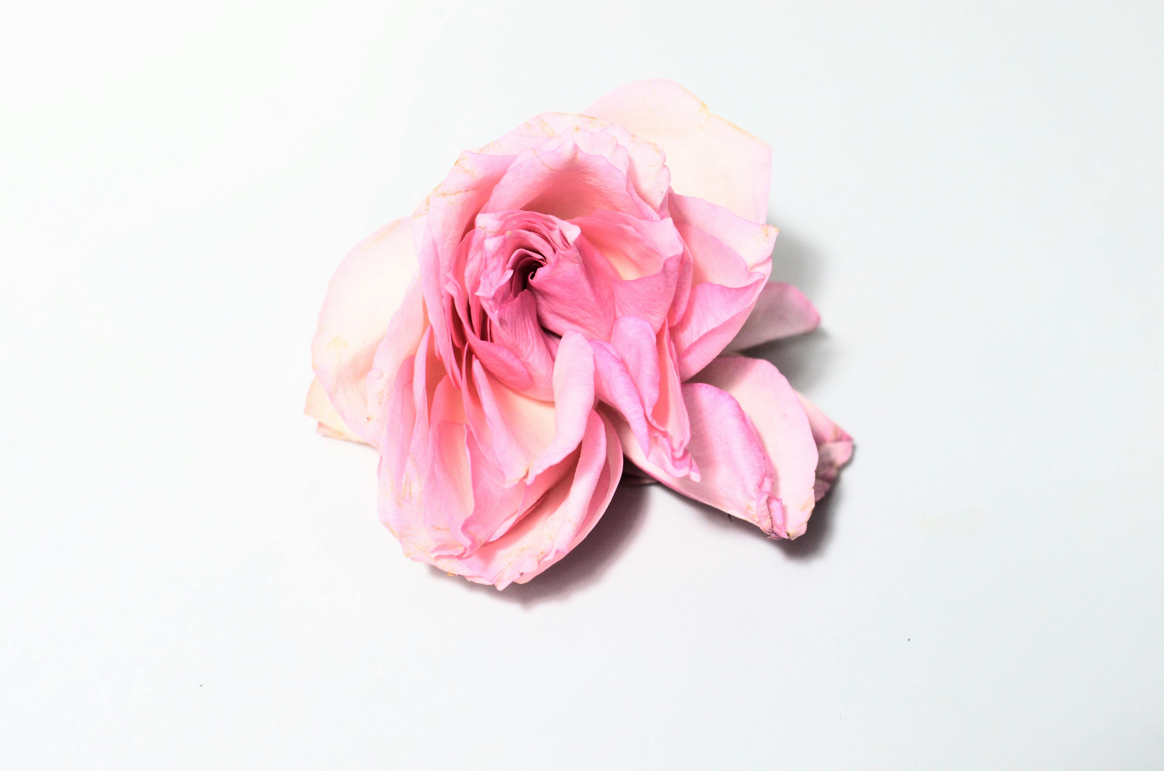 Medical Smoking Concept Pink Flowers Rose One Side Dried Flowers Stock  Photo by ©pav2@ukr.net 533733520