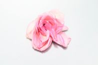 From above of single bud of rose with withered white and pink petals fading on white background in light studio during blooming season