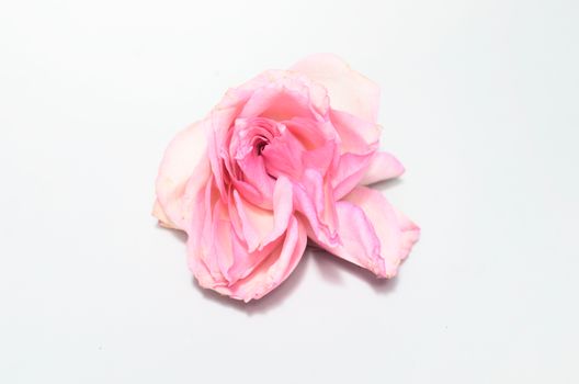From above of single bud of rose with withered white and pink petals fading on white background in light studio during blooming season
