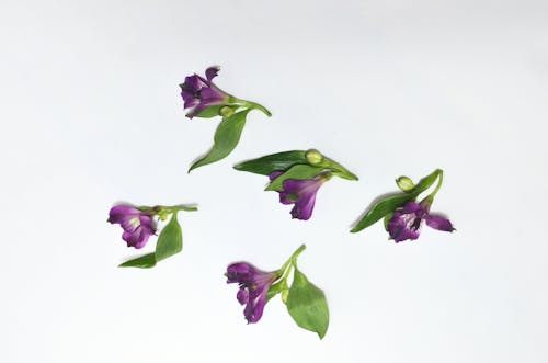 Top view of bright alstroemeria flowers with tender purple petals and green leaves placed on white background in light studio