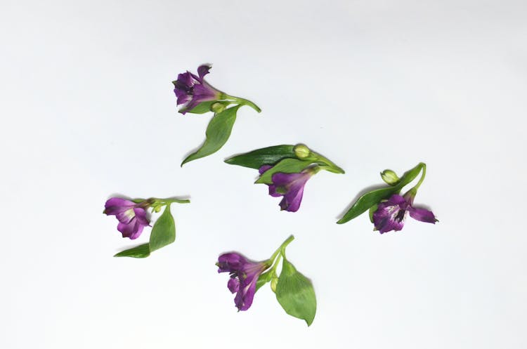 Buds Of Alstroemeria On White Surface