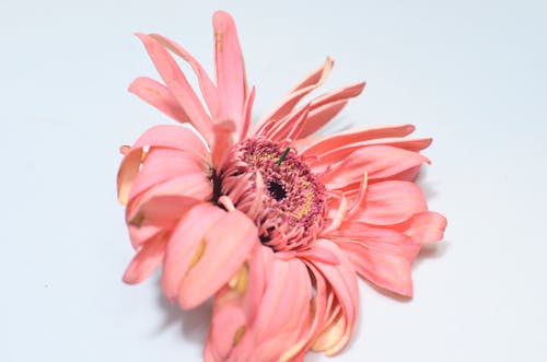Single fading gerbera flower with gentle withered pink petals placed on white background in modern light studio during blooming season