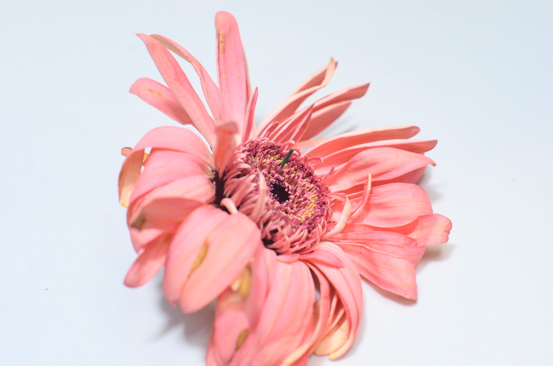 Single fading gerbera flower with gentle withered pink petals placed on white background in modern light studio during blooming season