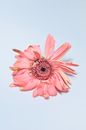 Pink gerbera with dried petals