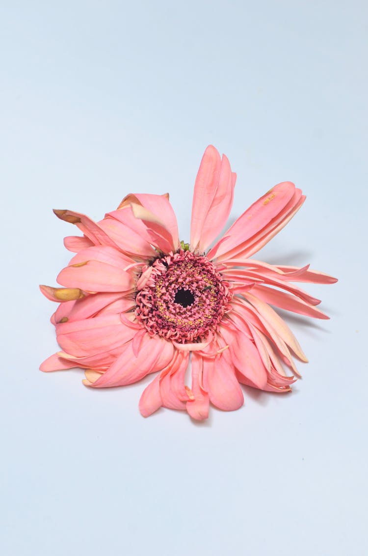 Pink Gerbera With Dried Petals